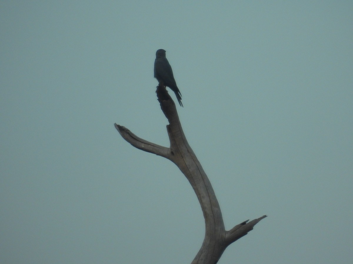 Gray Kestrel - ML646009206