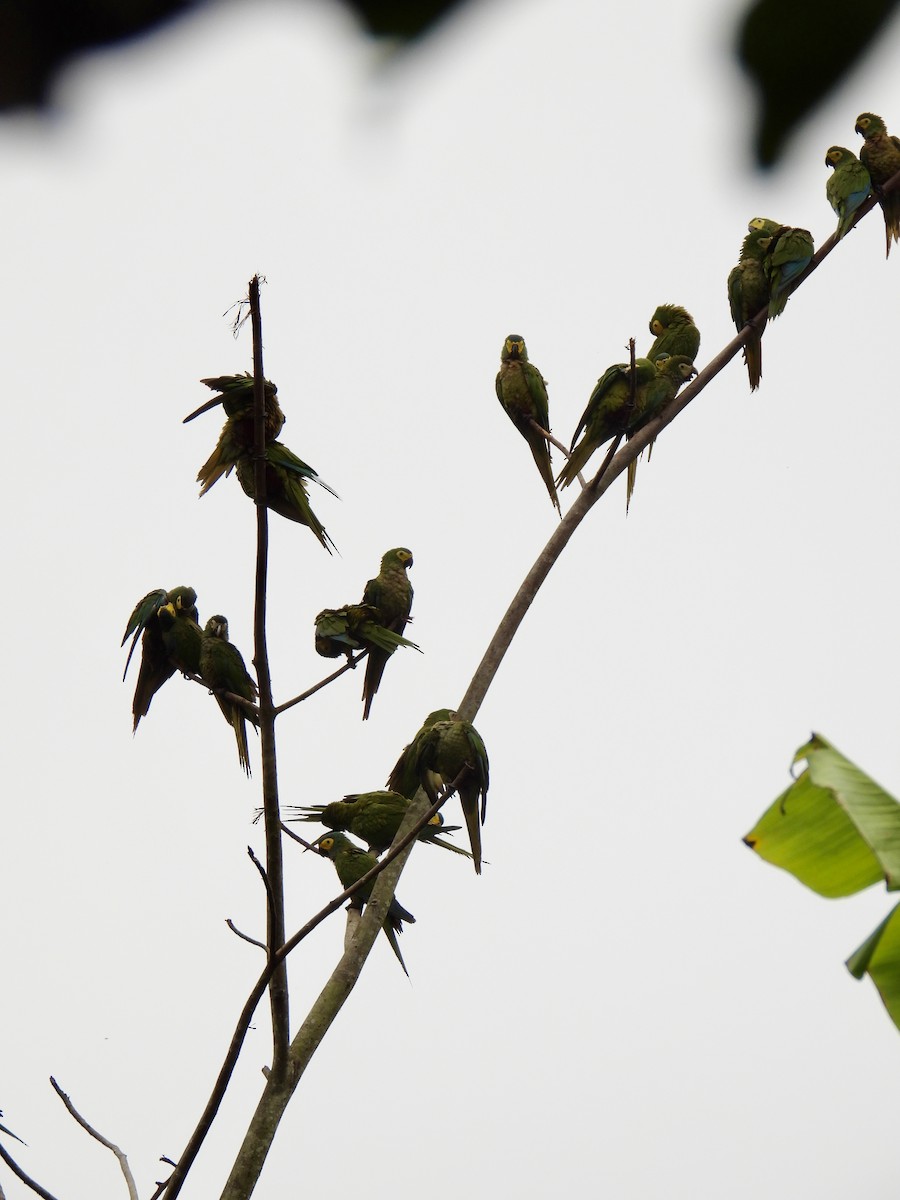 Red-bellied Macaw - ML646009207