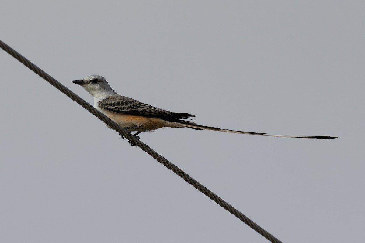 Scissor-tailed Flycatcher - ML646009208