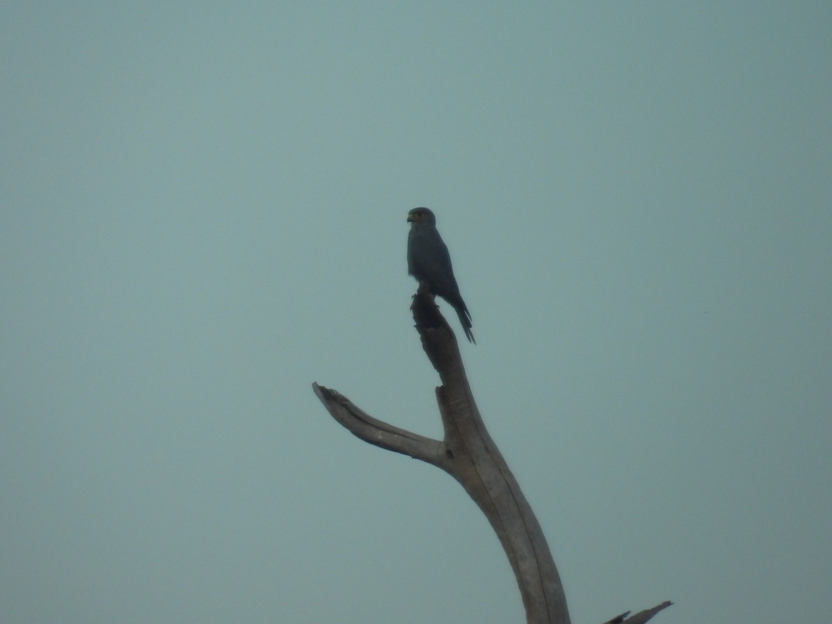 Gray Kestrel - ML646009209