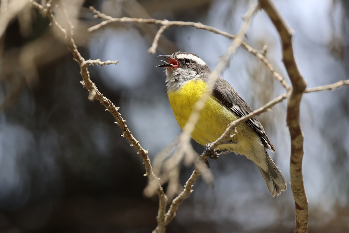 Bananaquit - ML646009210