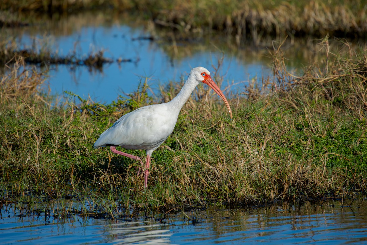 Ibis zuria - ML646009211