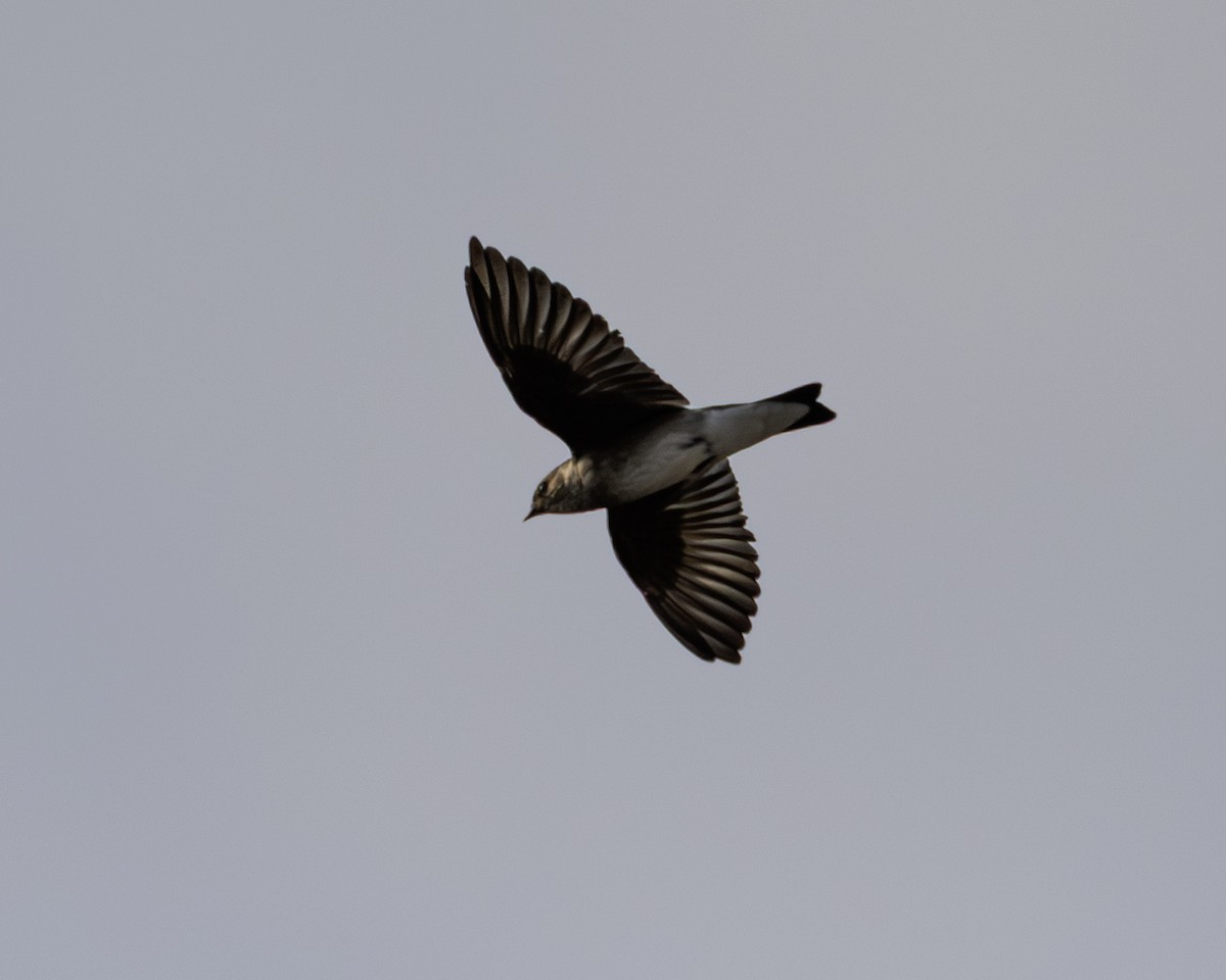 Northern Rough-winged Swallow - ML646009212