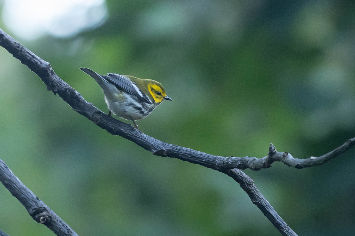 Black-throated Green Warbler - ML646009215