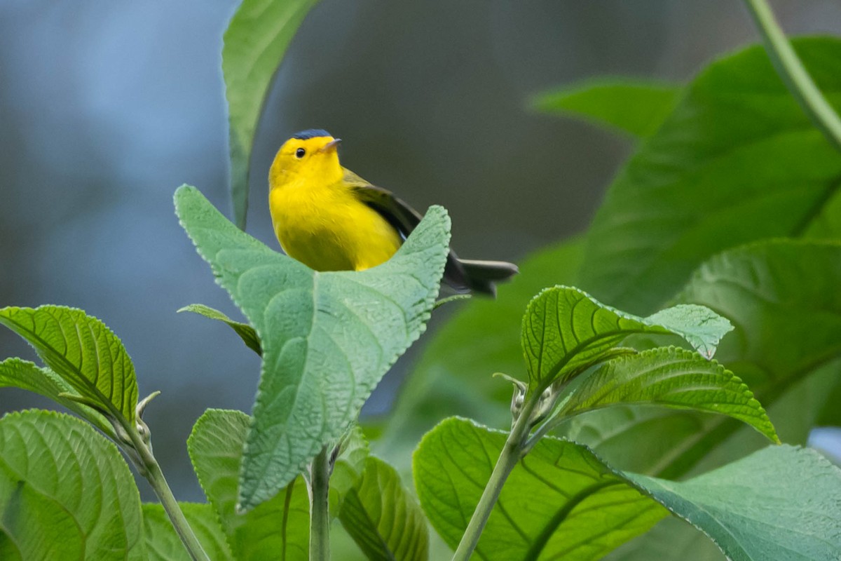 Wilson's Warbler - ML646009221