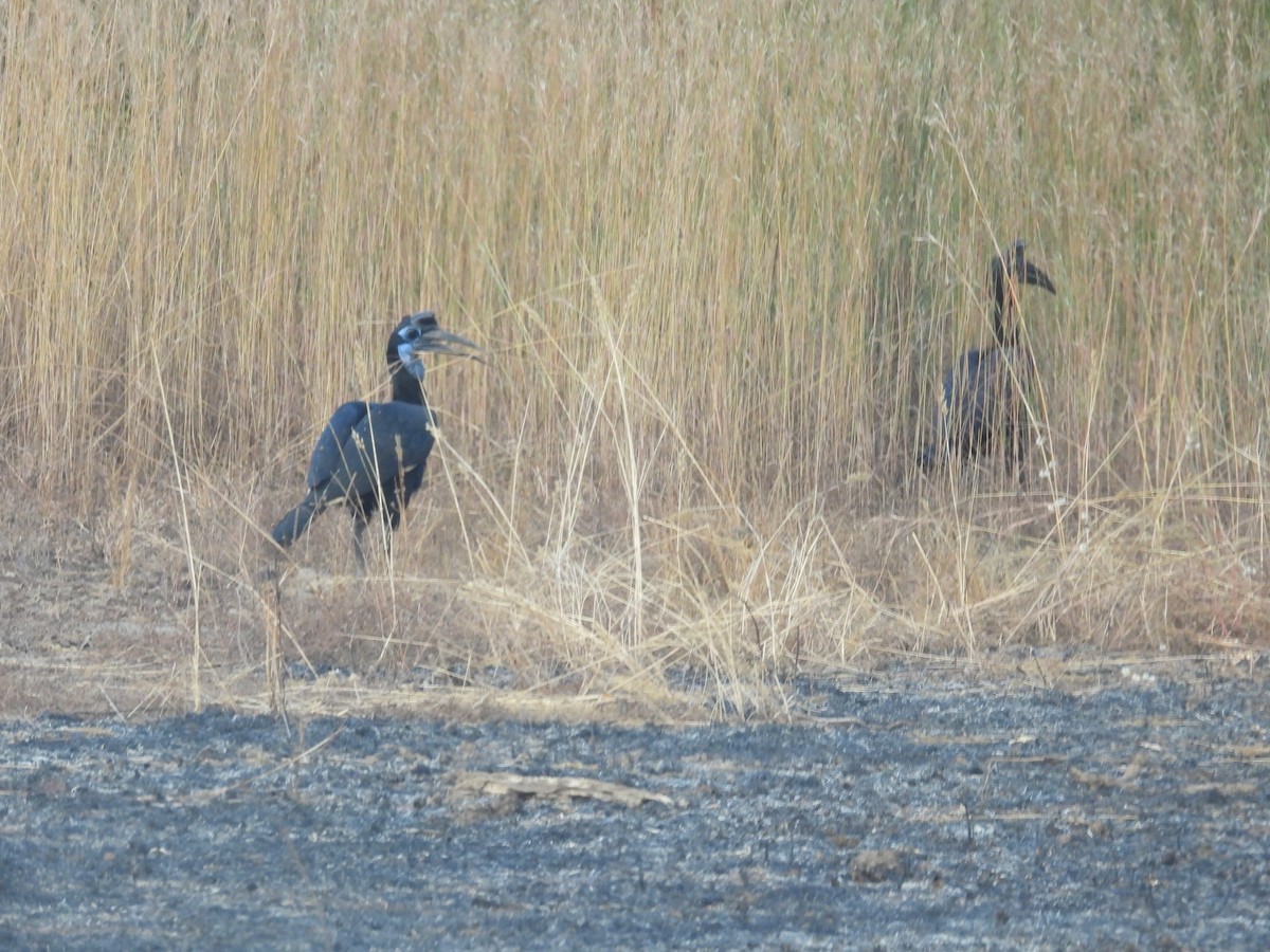 Abyssinian Ground-Hornbill - ML646009222