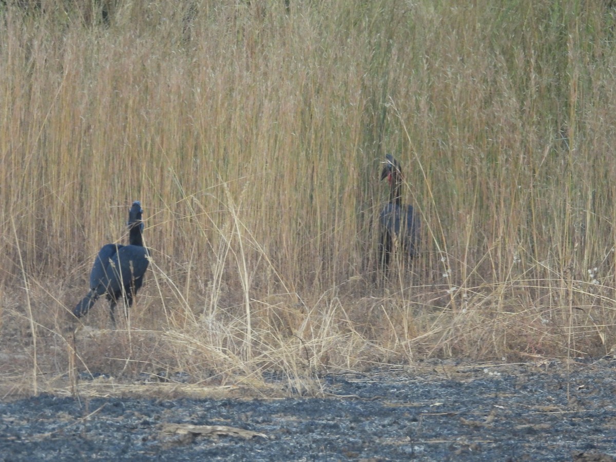 Abyssinian Ground-Hornbill - ML646009225