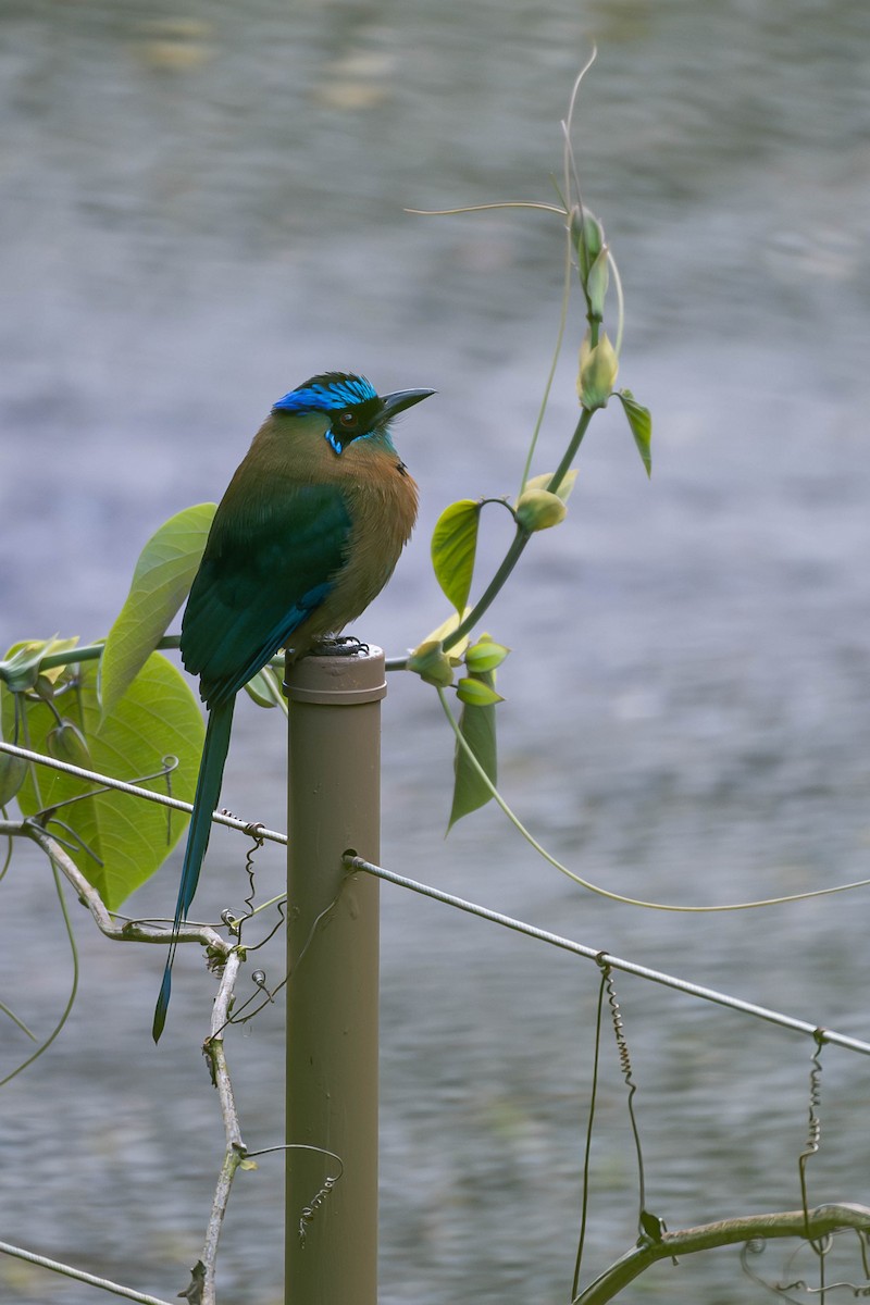 Lesson's Motmot - ML646009227