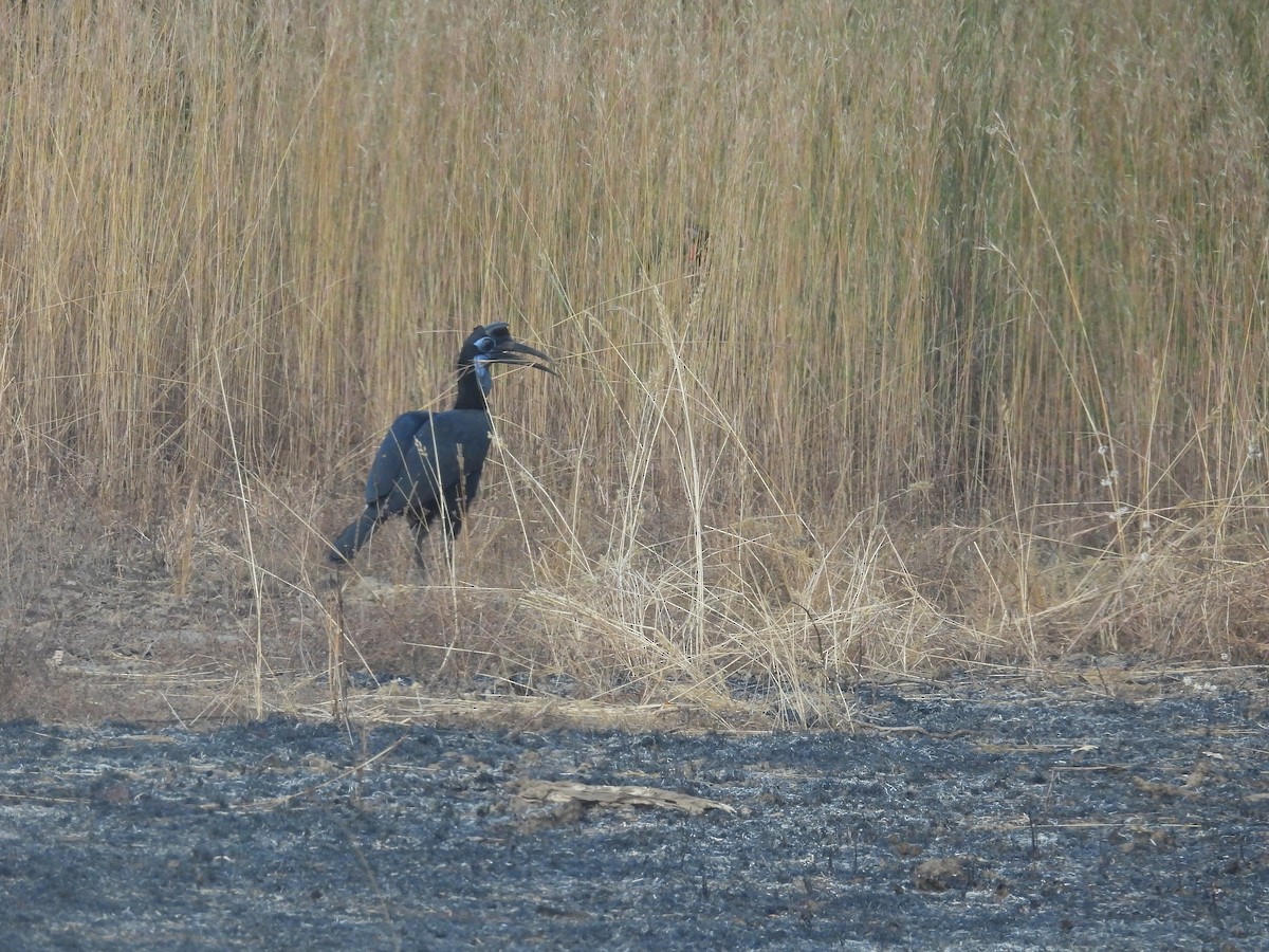 Abyssinian Ground-Hornbill - ML646009230