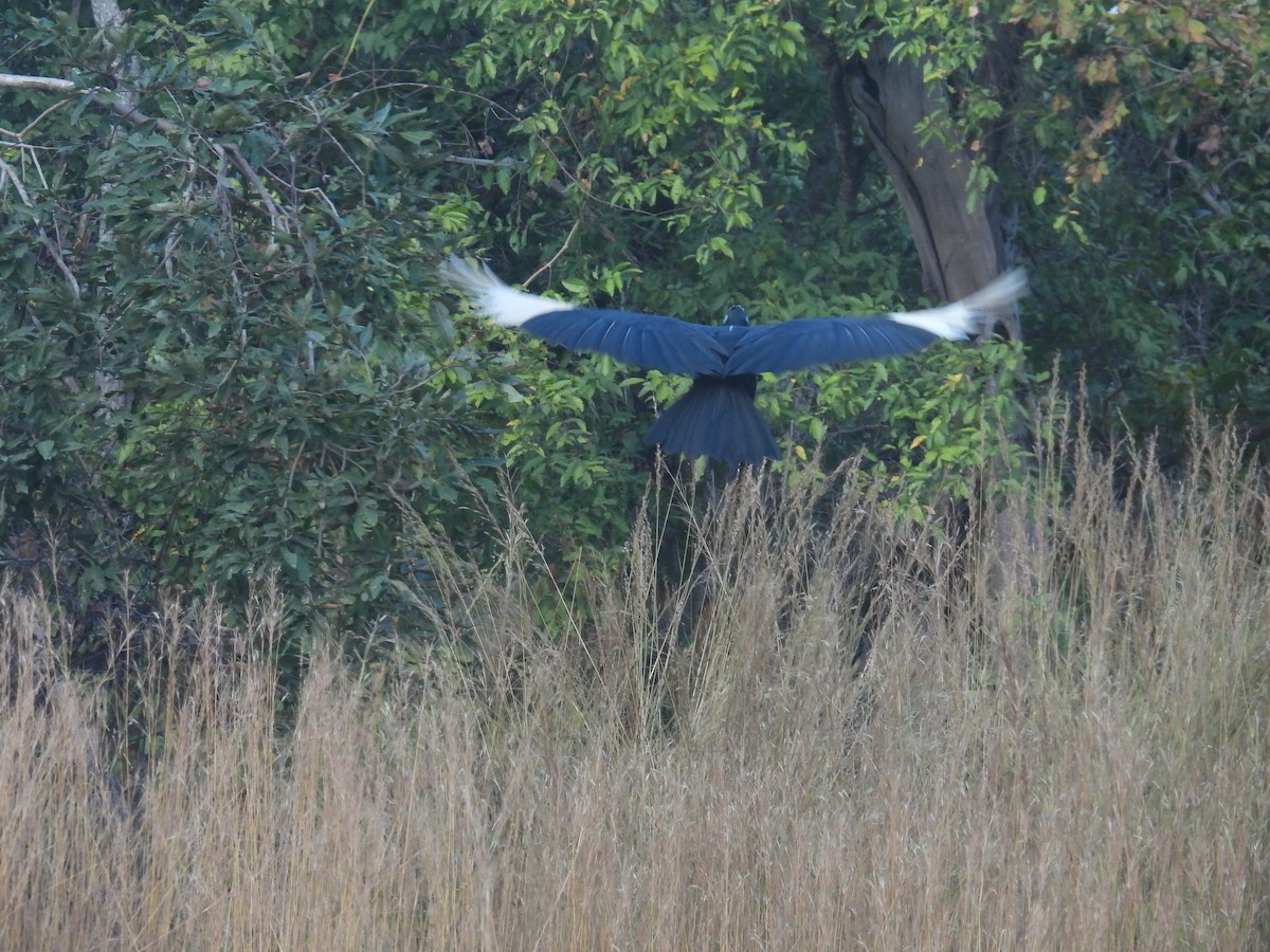 Abyssinian Ground-Hornbill - ML646009234