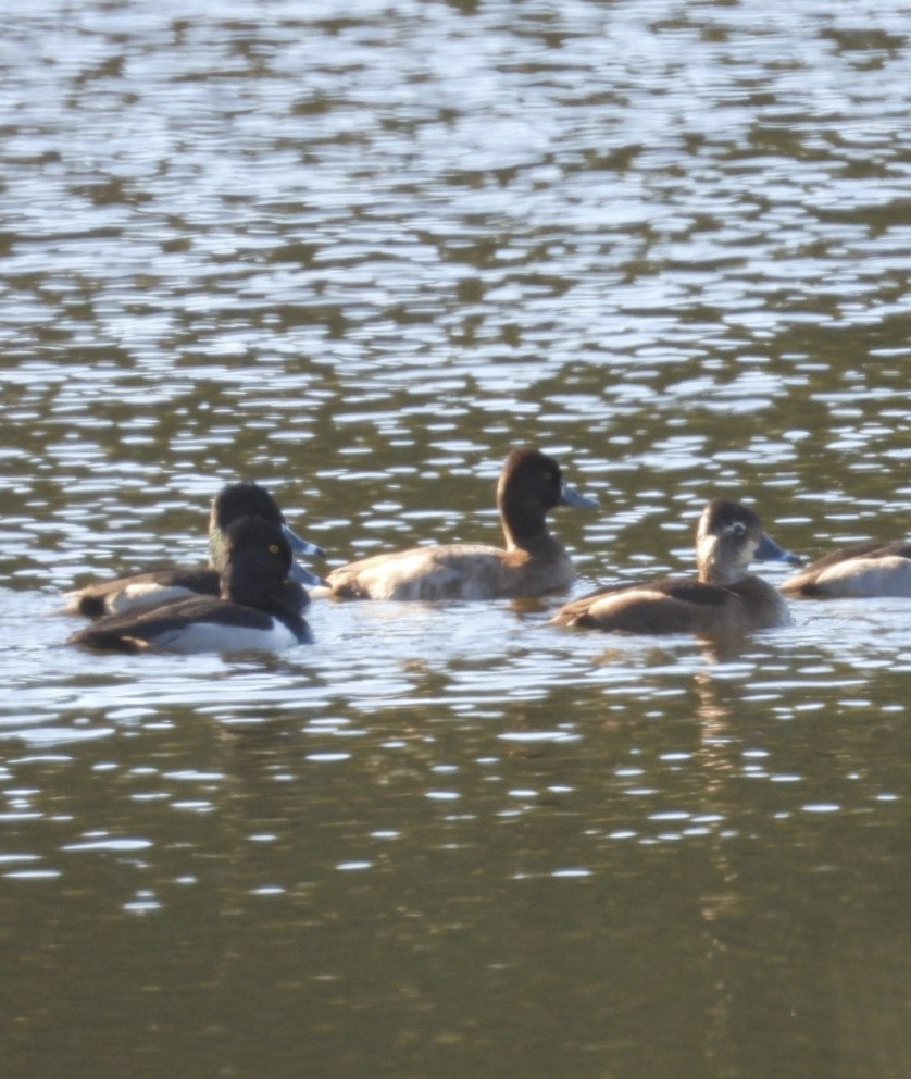 Lesser Scaup - ML646009235