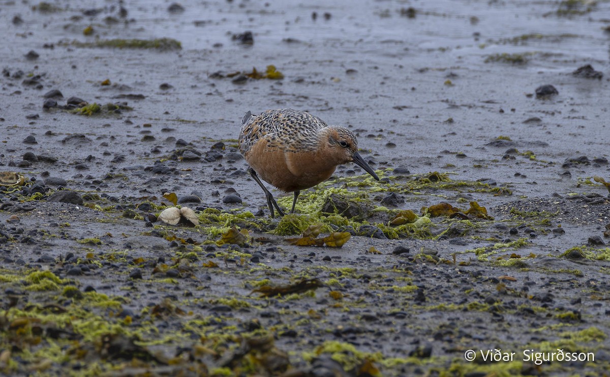 jespák rezavý - ML646009236