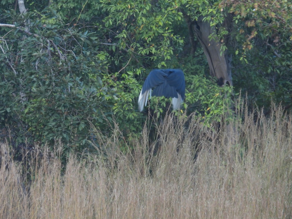 Abyssinian Ground-Hornbill - ML646009243