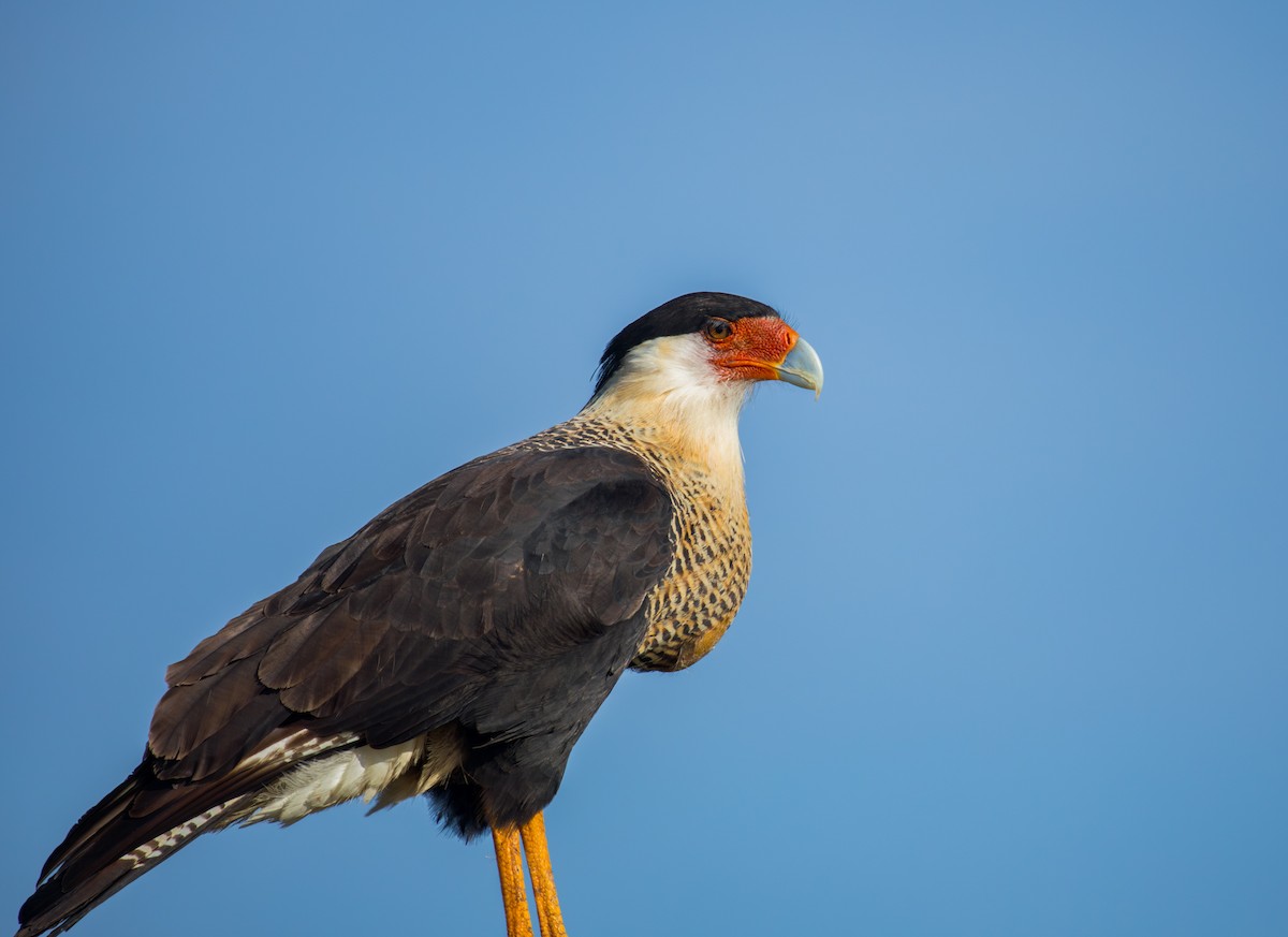 Crested Caracara - ML646009247