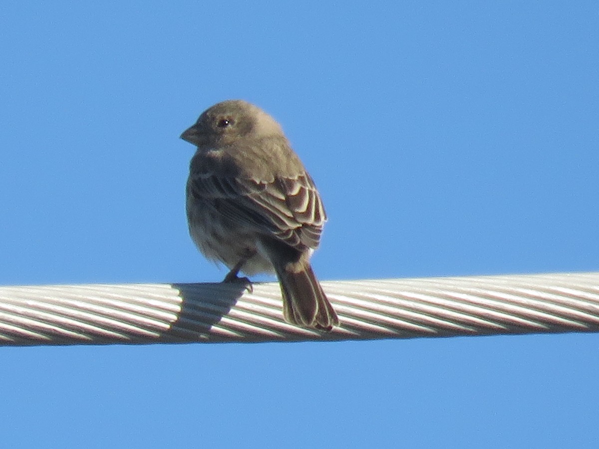 House Finch - ML646009250