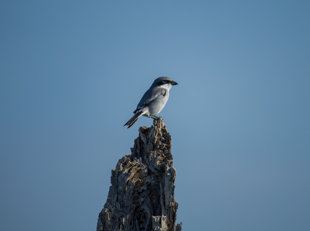 Loggerhead Shrike - ML646009252