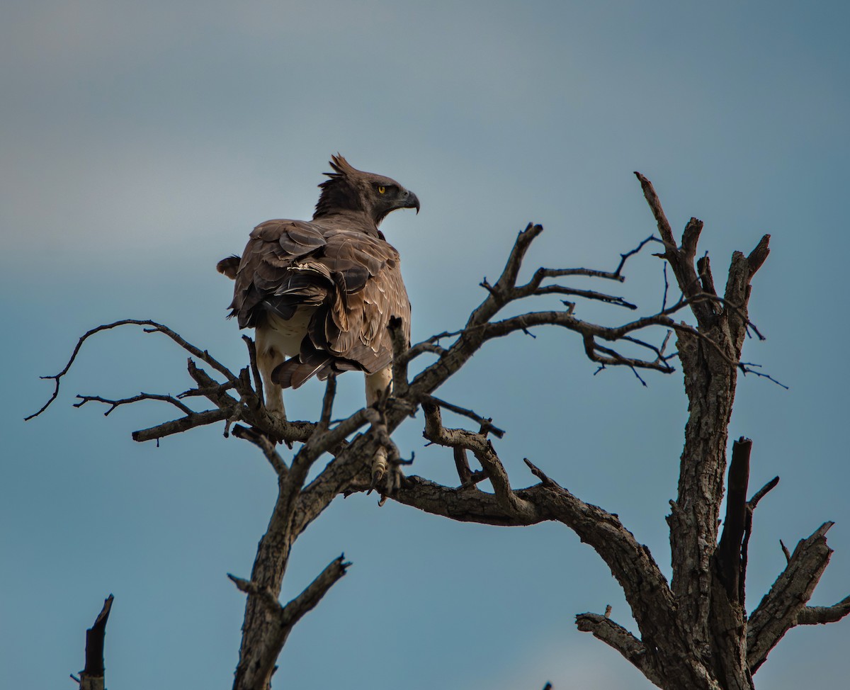 Martial Eagle - ML646009267
