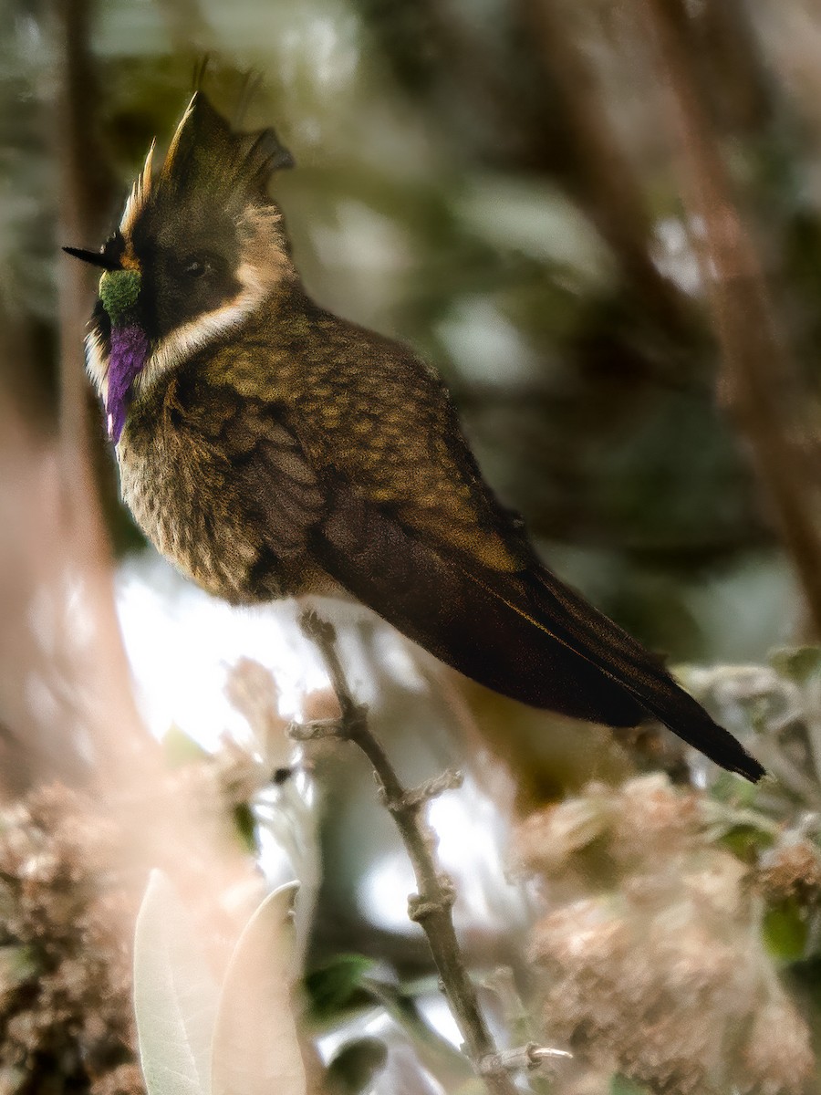 Buffy Helmetcrest - ML646009268