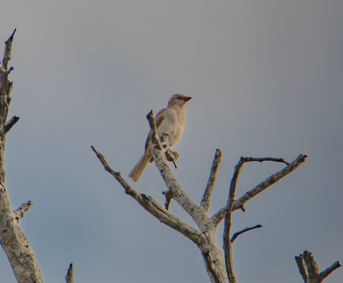 Chestnut-backed Sparrow-Lark - ML646009271