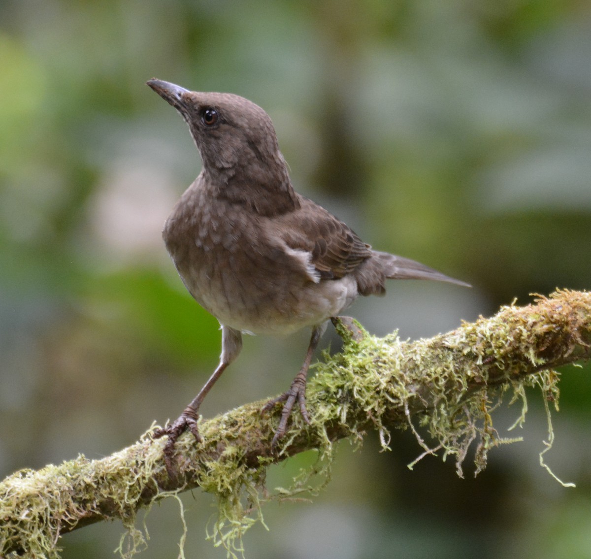 Black-billed Thrush - ML646009272