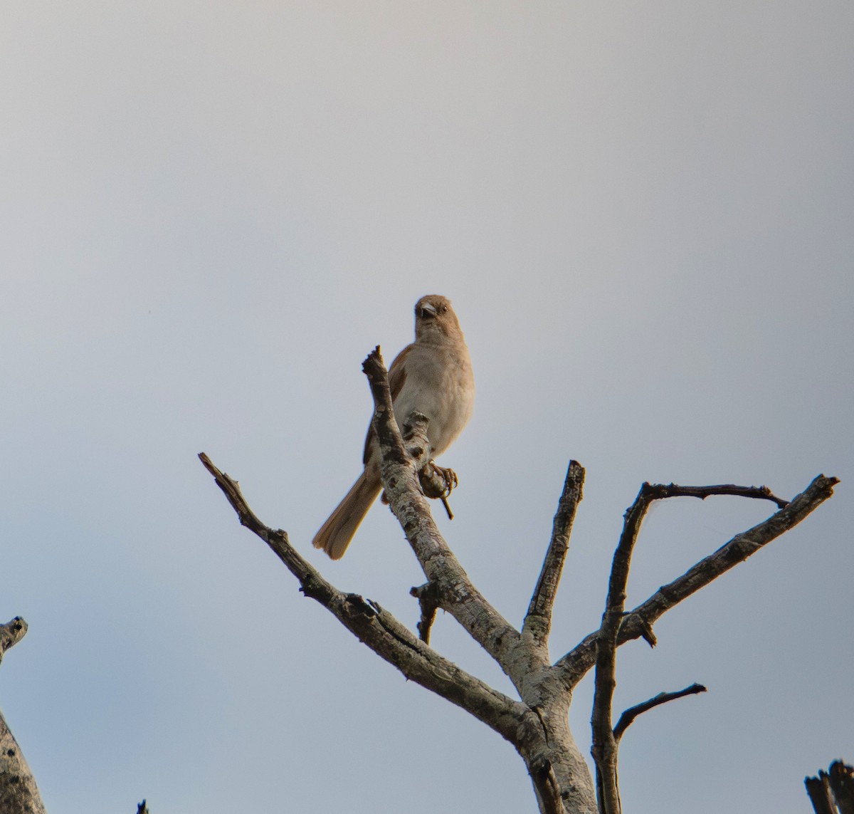 Chestnut-backed Sparrow-Lark - ML646009273