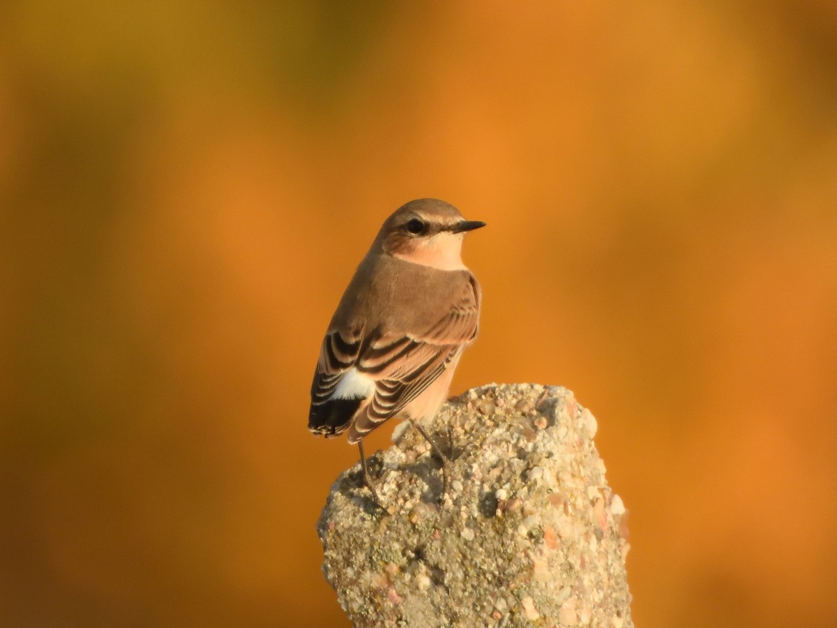 Northern Wheatear - ML646009276