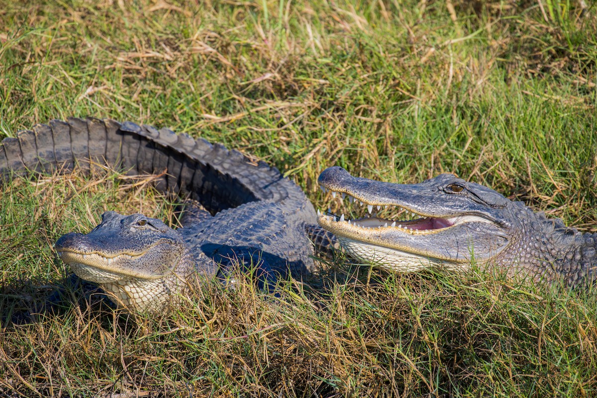 American Alligator - ML646009301