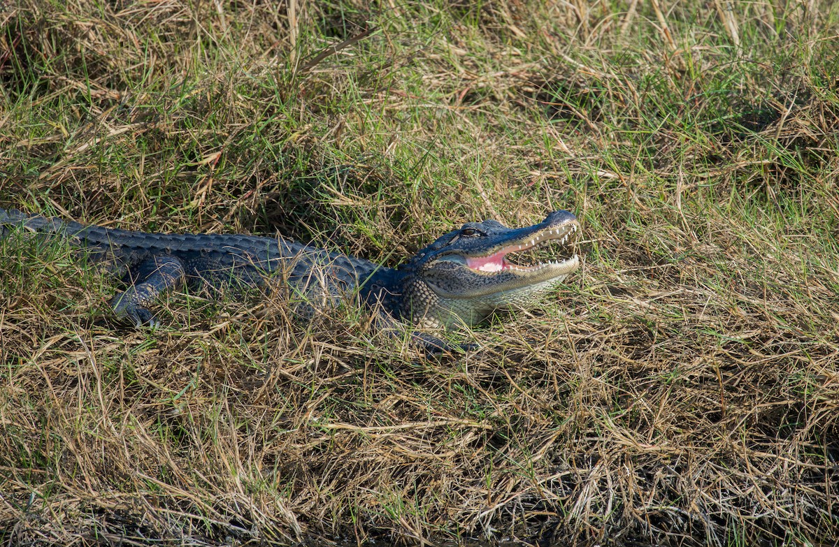American Alligator - ML646009302