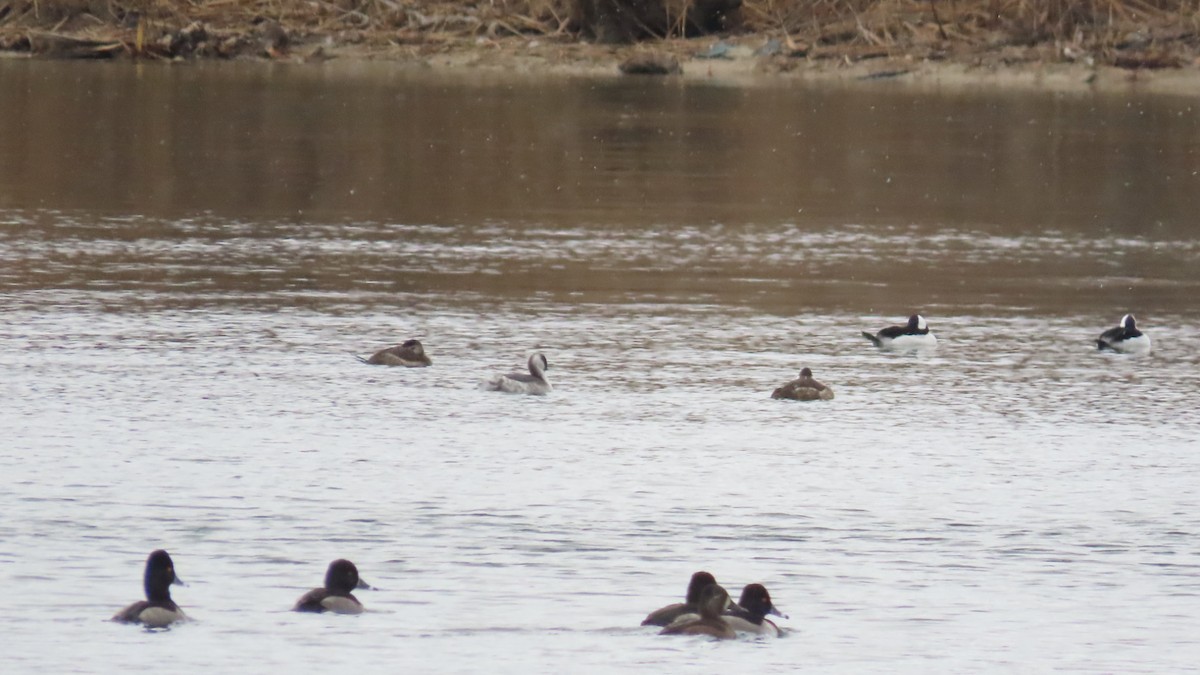 Horned Grebe - ML646009305
