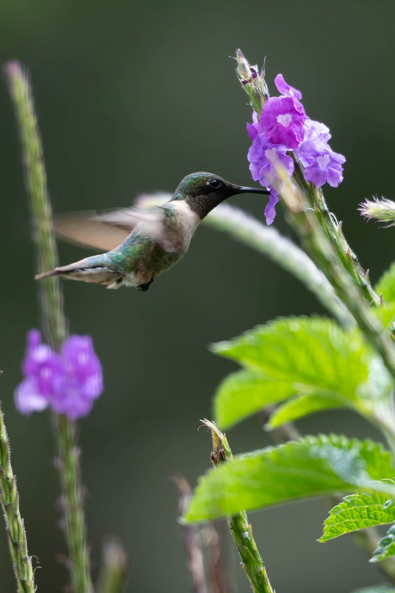 Рубиновогорлый колибри - ML646009307