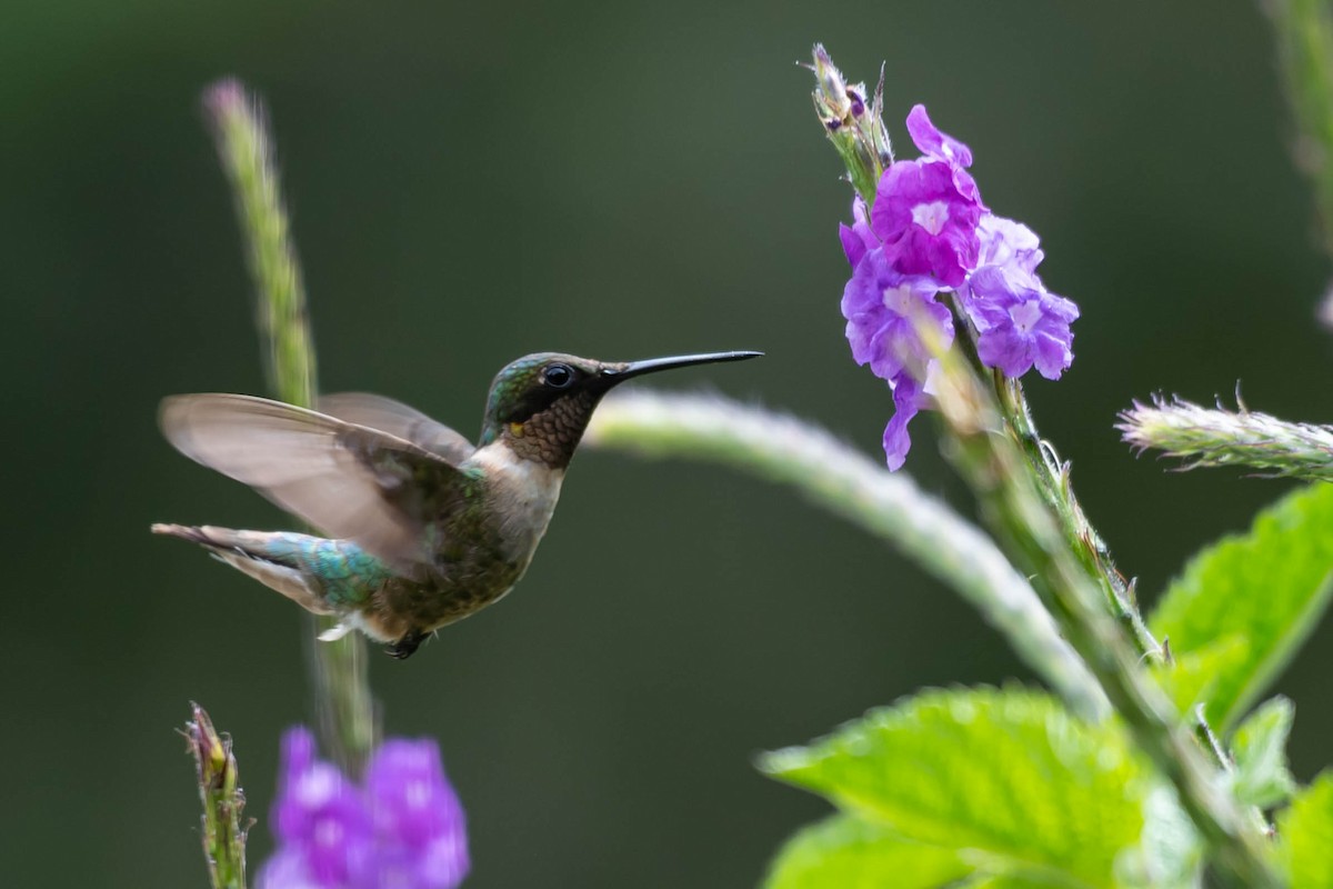 Рубиновогорлый колибри - ML646009308