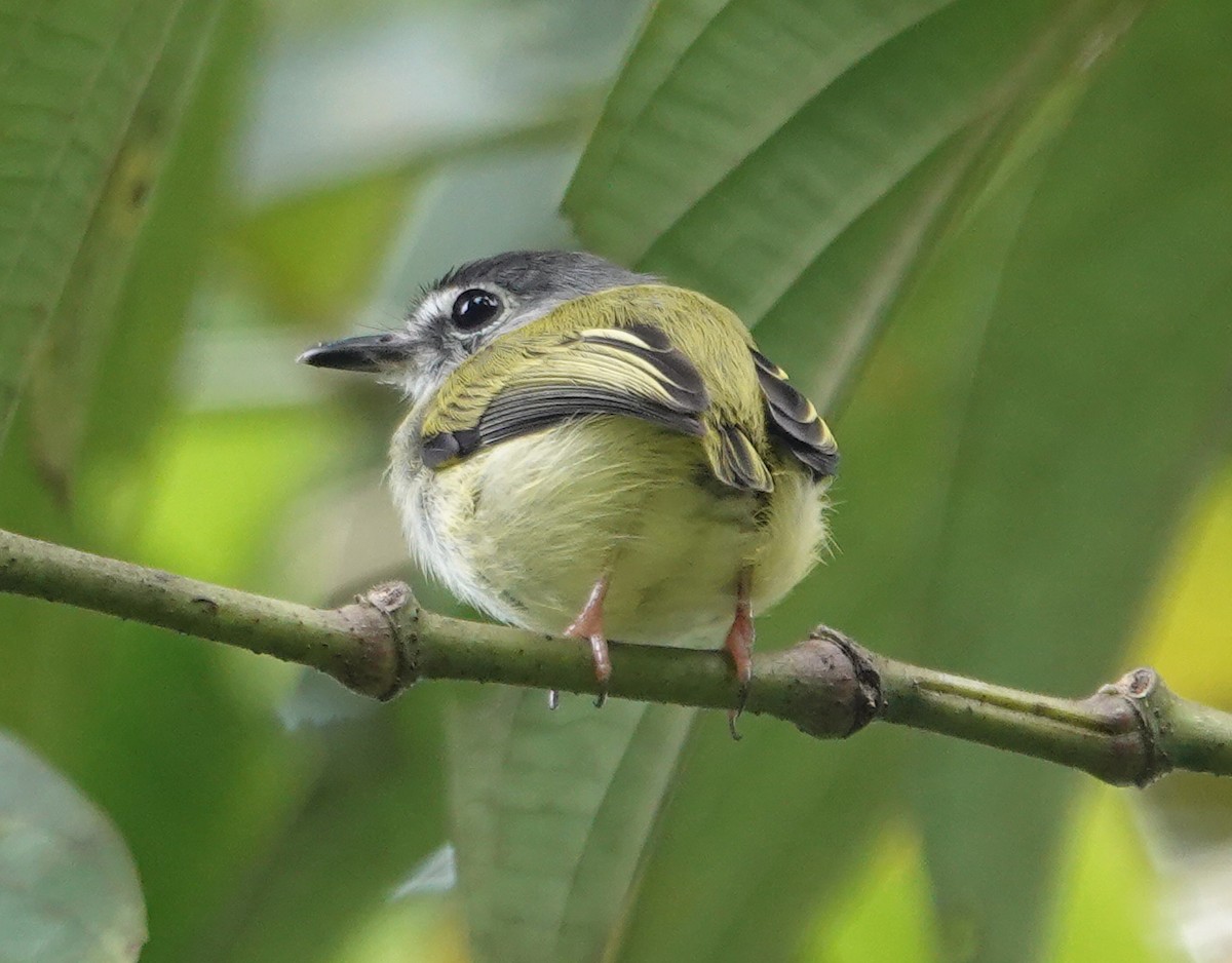 Black-capped Pygmy-Tyrant - ML646009321