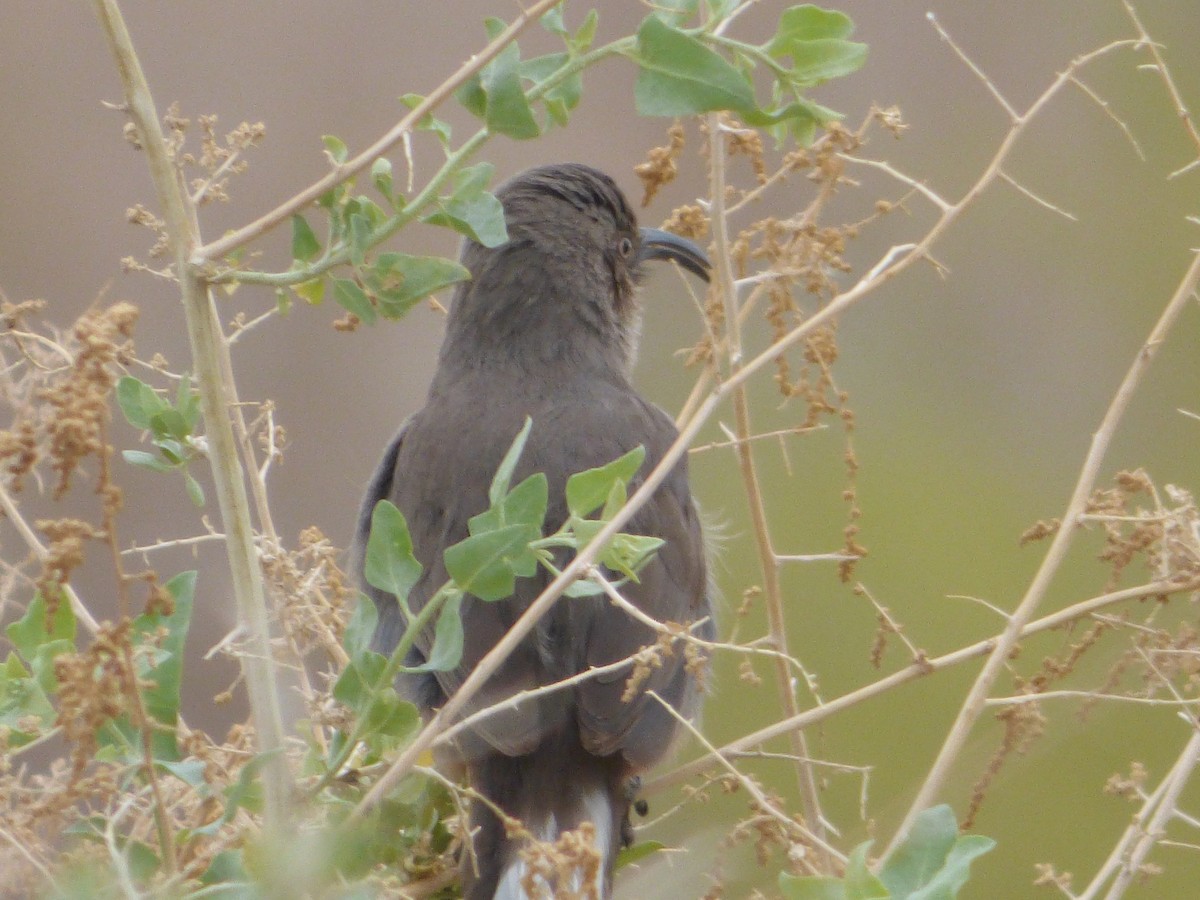 Crissal Thrasher - ML646009322
