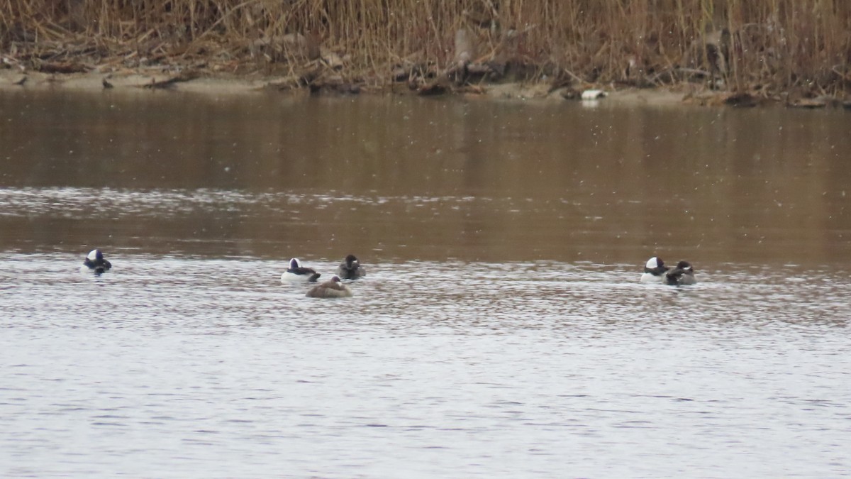 Bufflehead - ML646009326