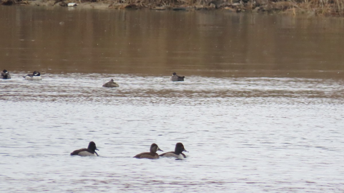 Ring-necked Duck - ML646009338