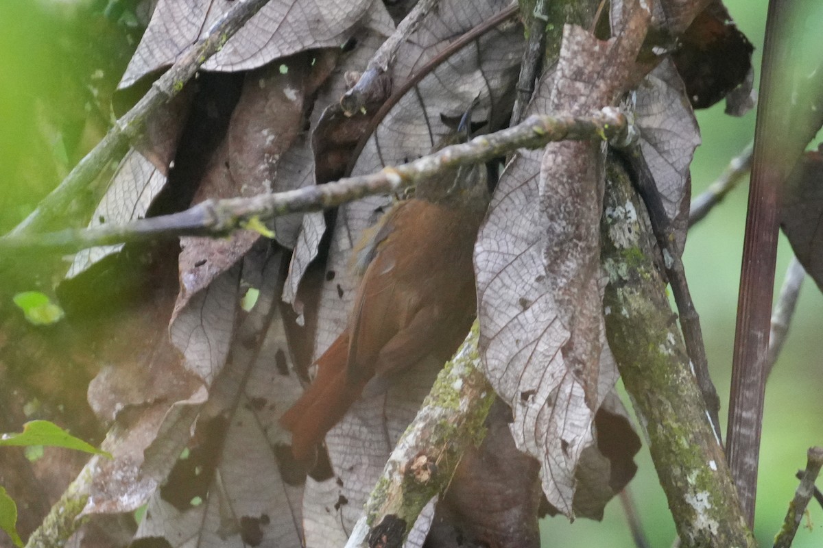 Montane Foliage-gleaner - ML646009339