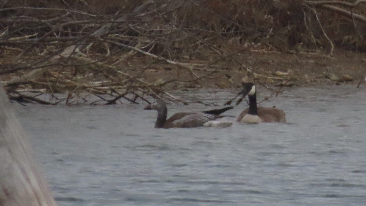 Snow Goose - ML646009344