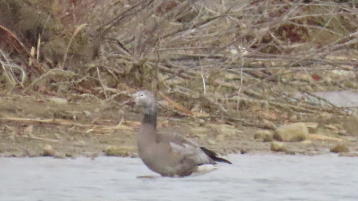 Snow Goose - ML646009346