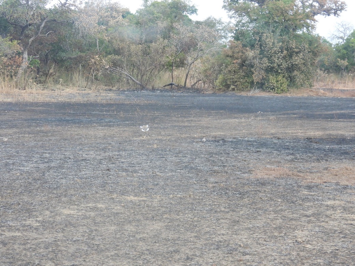 Röteltaube - ML646009352