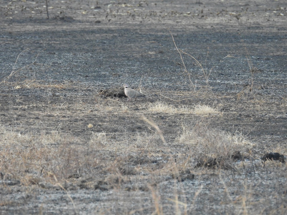 Röteltaube - ML646009371