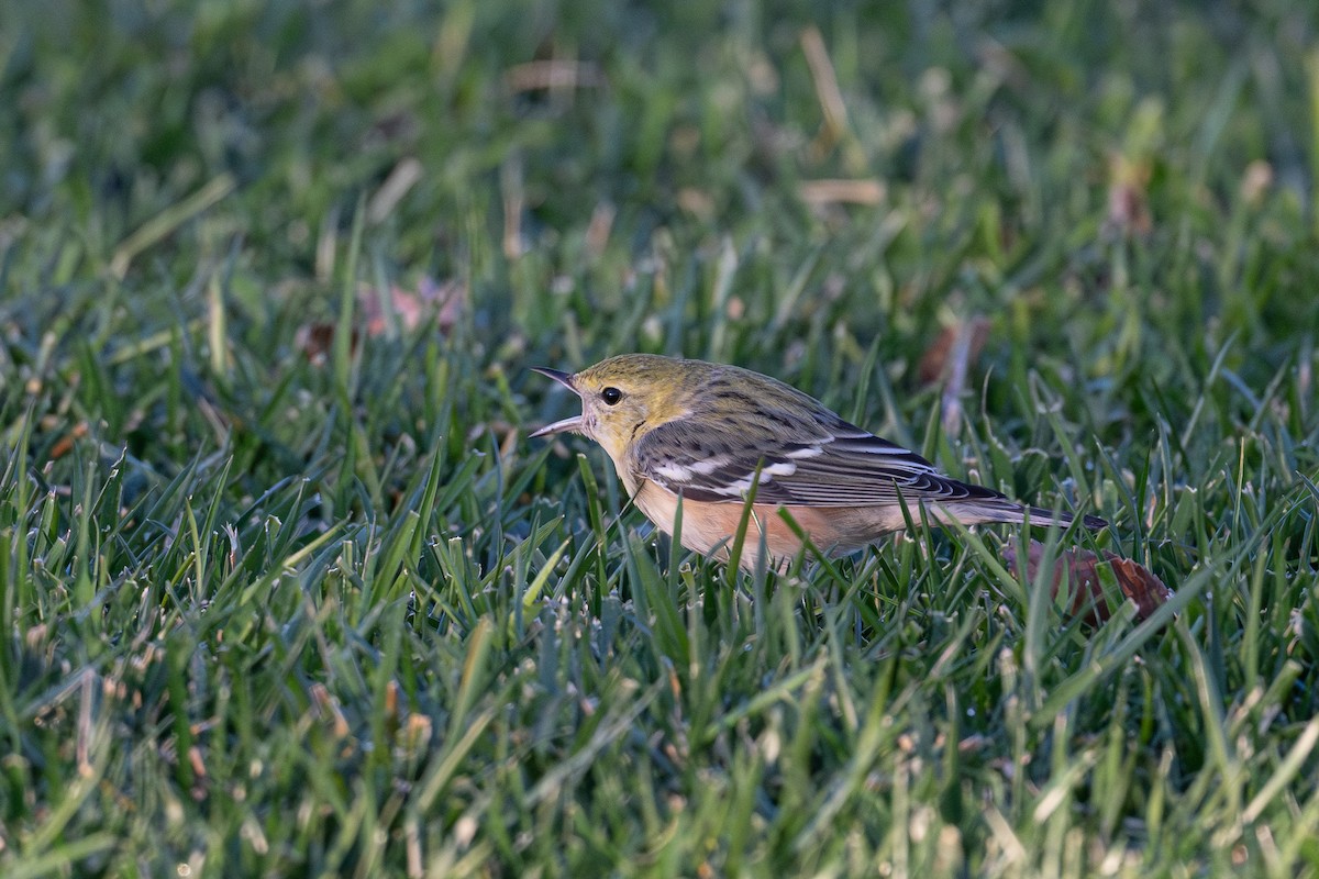 Bay-breasted Warbler - ML646009375