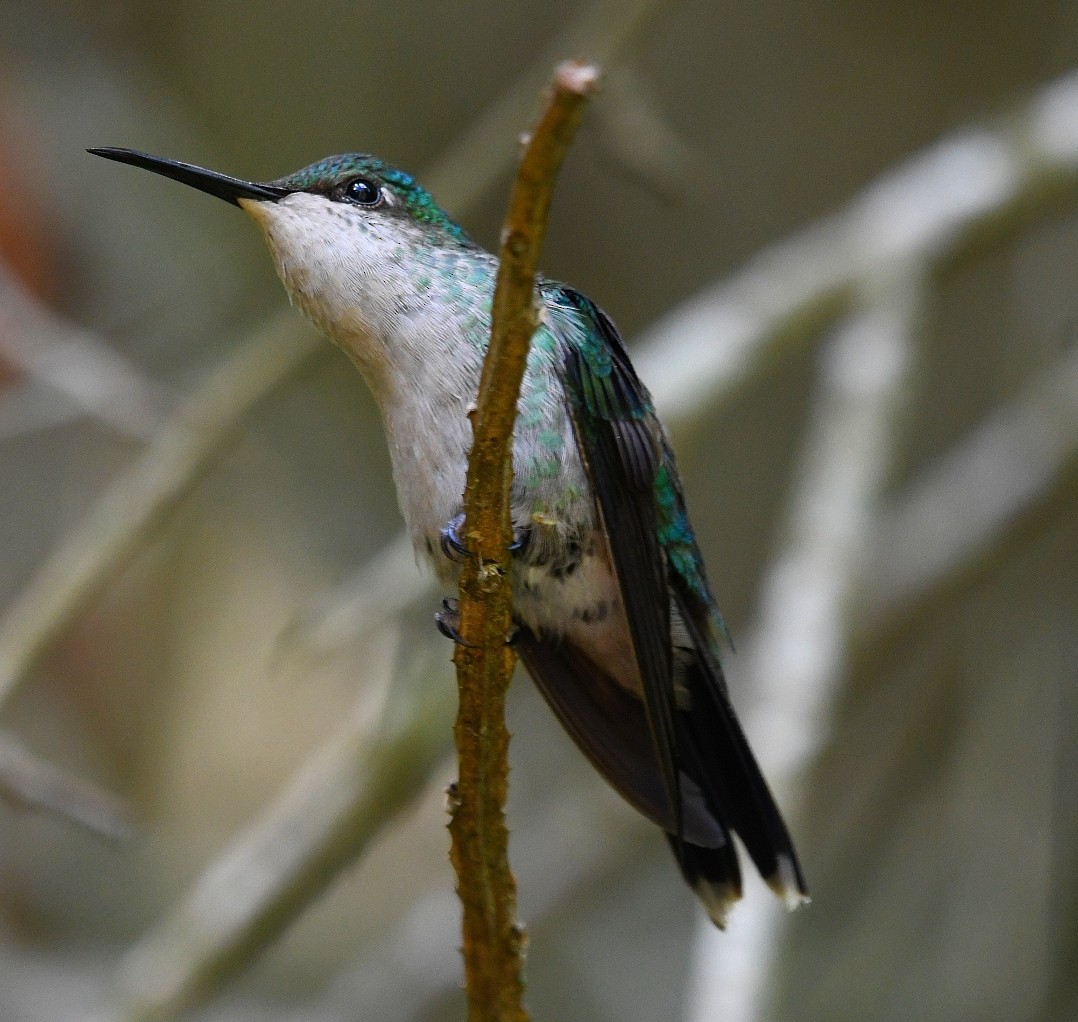 Violet-capped Woodnymph - ML646009380