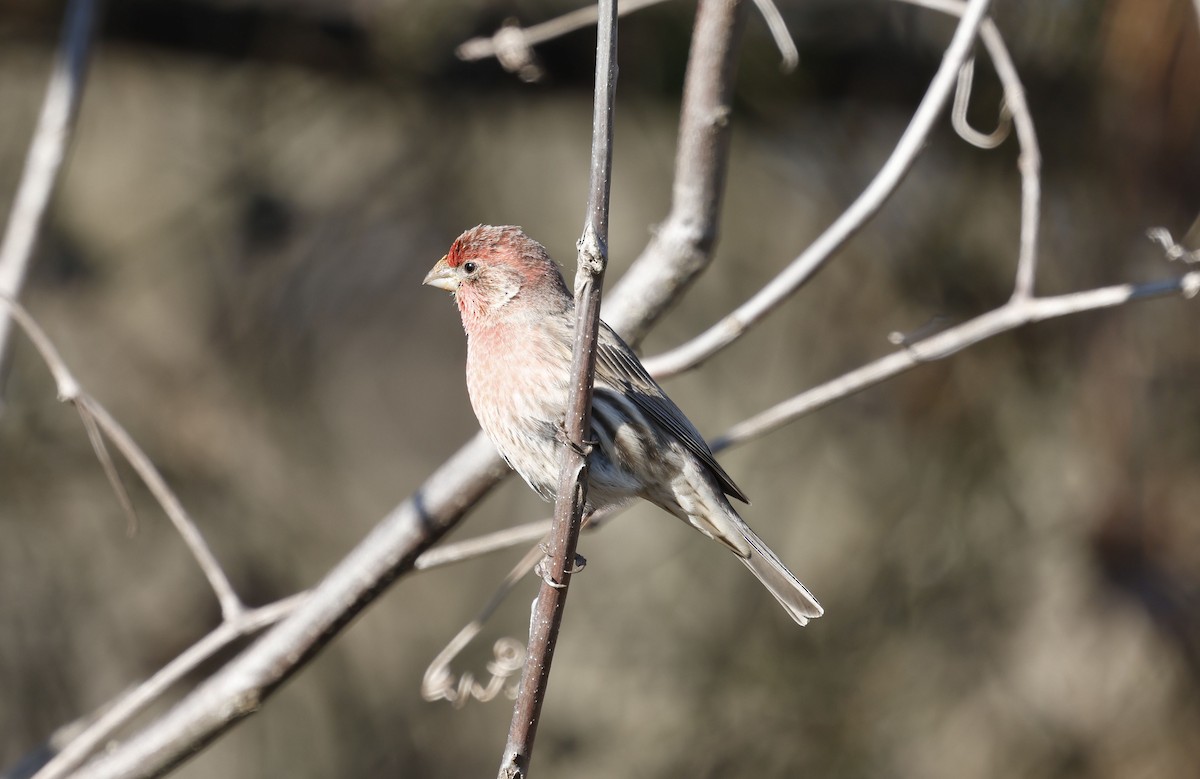 House Finch - ML646009383