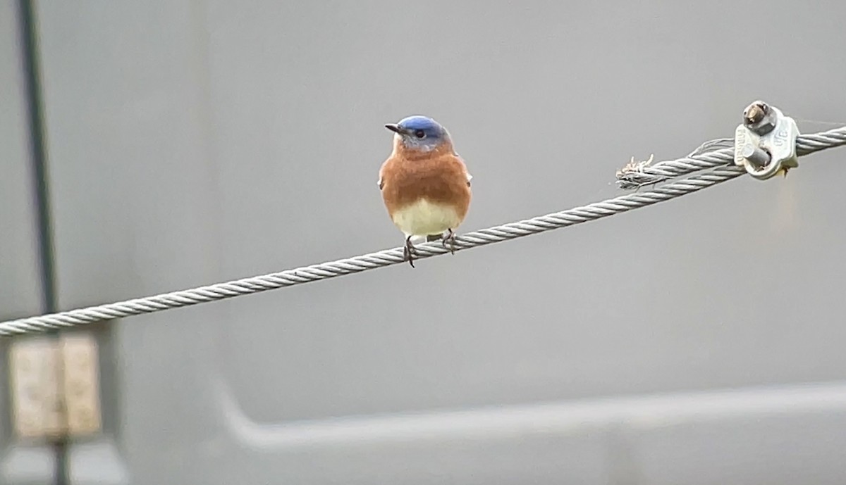 Eastern Bluebird - ML646009387