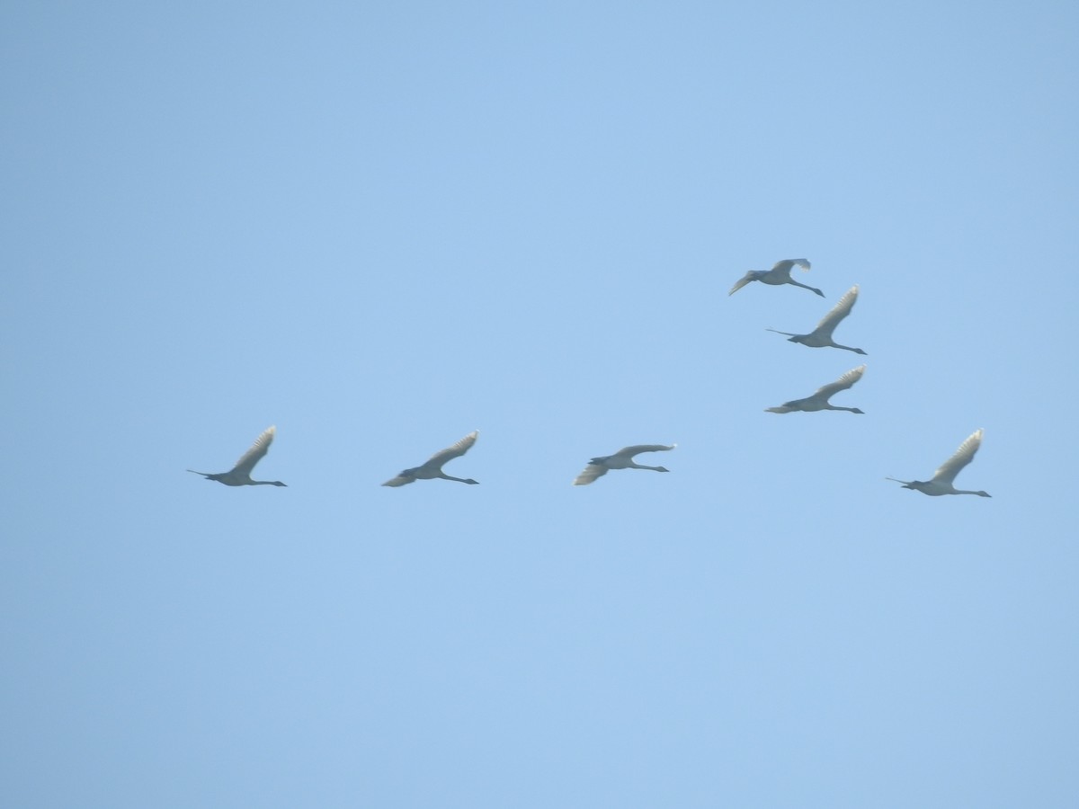 Trumpeter/Tundra Swan - ML646009392