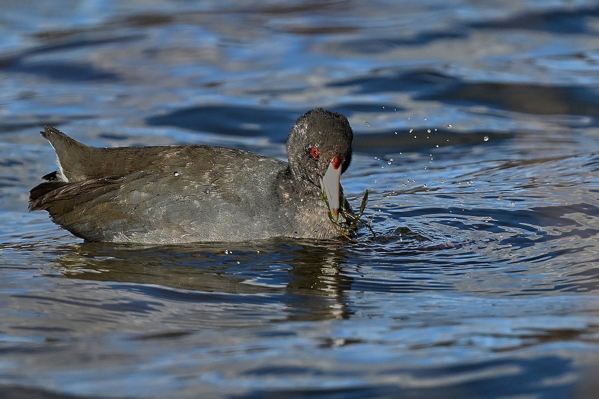 American Coot - ML646009403