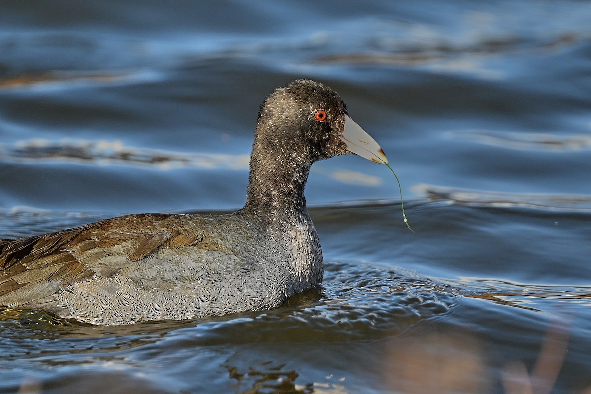 American Coot - ML646009404