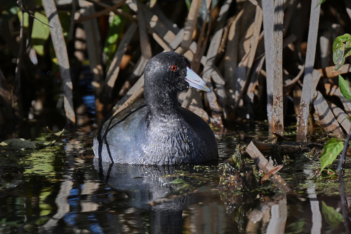 American Coot - ML646009405