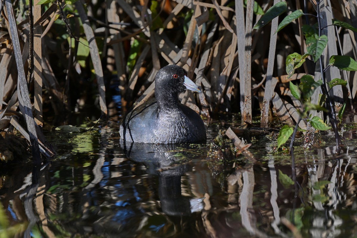 American Coot - ML646009406