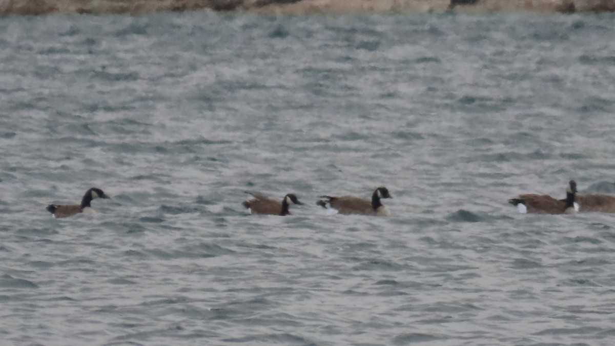 Cackling Goose - ML646009408